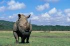 White Rhinoceros Feeding, Lake Nakuru National Park, Kenya