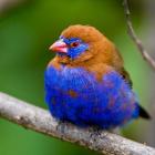 Africa. Kenya. Purple Grenadier, Lake Naivasha