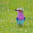 Kenya. Lilac-breasted Roller bird, Lake Naivasha