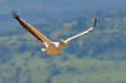 Kenya. White Pelican in flight at Lake Nakuru.