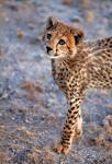 Kenya, Cheetah in Amboseli National Park