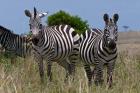 Common Zebra, Masai Mara National Reserve, Kenya