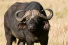 Cape Buffalo, Masai Mara National Reserve, Kenya