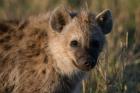 Spotted Hyaena, Masai Mara National Reserve, Kenya