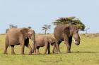 Three African Elephants, Maasai Mara, Kenya
