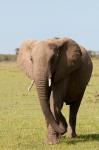 African Elephant, Maasai Mara, Kenya