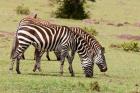 Zebra grazing, Maasai Mara, Kenya