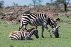 Common Zebra, Maasai Mara, Kenya