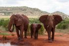 Elephants and baby, Tsavo East NP, Kenya.