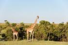 Giraffe, Giraffa camelopardalis, Maasai Mara, Kenya.