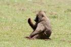 Olive Baboon, Papio anubis, Maasai Mara, Kenya.