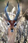 Male Gerenuki with Large Eyes and Curved Horns, Kenya