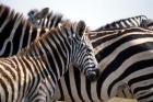 Black and White Stripe Pattern of a Plains Zebra Colt, Kenya