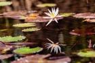 Lily in bloom on the Du River, Monrovia, Liberia