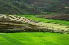 Spectacular green rice field in rainy season, Ambalavao, Madagascar