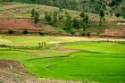 People working in green rice fields, Madagascar