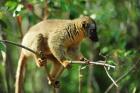 Common Brown Lemur on branch, Ile Aux Lemuriens, Andasibe, Madagascar.