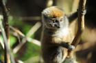 Madagascar, Andasibe, Ile Aux Lemuriens, baby Golden Bamboo Lemur.