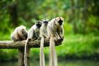 Group of Verreaux's sifaka, Ile Aux Lemuriens, Andasibe, Madagascar.