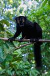 Black Lemur male and female, Lokobe Nature Special Reserve, Northern Madagascar