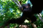 Black Lemurs, Northern Madagascar