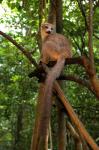 Crowned Lemur (Eulemur coronatus), Ankarana National Park, Northern Madagascar