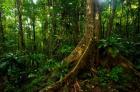 Forest scene in Masoala National Park