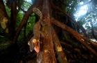 Giant leaf-tailed gecko (Uroplatus fimbriatus), Nosy Mangabe Reserve, Madagascar