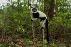 Lemur, Madagascar