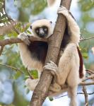 Madagascar, Sifaka lemur wildlife in tree