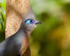 Madagascar, Crested coua bird next to tree