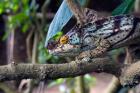 Chameleon on tree limb, Madagascar