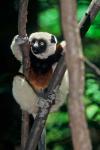 Propithecus sifaka lemur, Madagascar