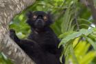 Madagascar Wild Black Lemur Male