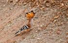 Madagascar. Madagascar Hoopoe, endemic bird