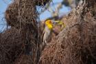 Madagascar, Ifaty, Sakalava Weaver bird