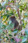 Madagascar, Perinet, Eastern Grey Bamboo Lemur