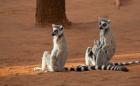 Madagascar, Berenty Reserve. Ring-tailed Lemurs