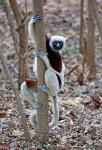 Madagascar, Ankarafantsika Coquerels Sifaka primate