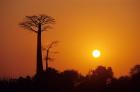 Baobab Avenue at Sunset, Madagascar