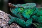 Chameleons in the Analamazaotra National Park, Madagascar