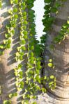 Madagascar Spiny Forest, Anosy - Ocotillo Plants With Leaves Sprouting From Their Trunks