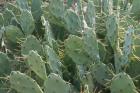 Prickly Pear Cactus