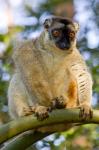 Brown Lemur in a tree in Madagascar