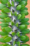 Madagascar, Dry Spiny Forest, cactus, succulent