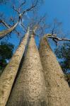 Baobab Trees, Ampijoroa-Ankarafantsika NP, MADAGASCAR