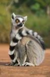 Close up of Ring-tailed Lemur, Madagascar