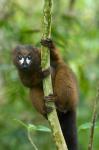 Primate, Red-bellied Lemur, Mantadia NP, Madagascar