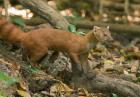 N. Ringtail Mongoose wildlife, Ankarana NP, Madagascar