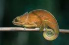 Parson's Chameleon lizard, Perinet Reserve, Madagascar